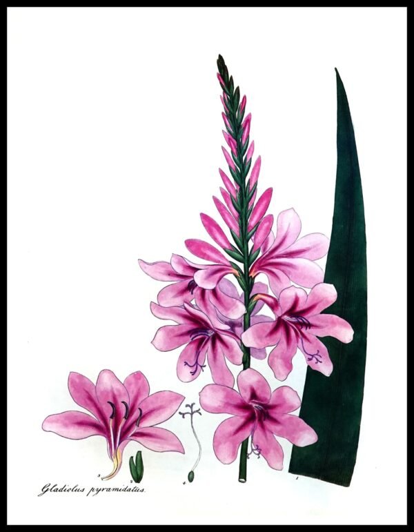 ALP F12085 Gladiolus Pyramidatus (Antique Prints)